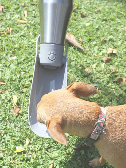 Bebedero para perro PT-006 - Storyland - Imagen 3