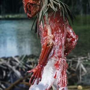 FERAL BEAR BLOOD PREDATOR – PREY – FIGURA ULTIMATE NECA 18 CM